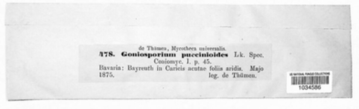 Arthrinium puccinioides image
